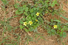 Oxalis corniculata